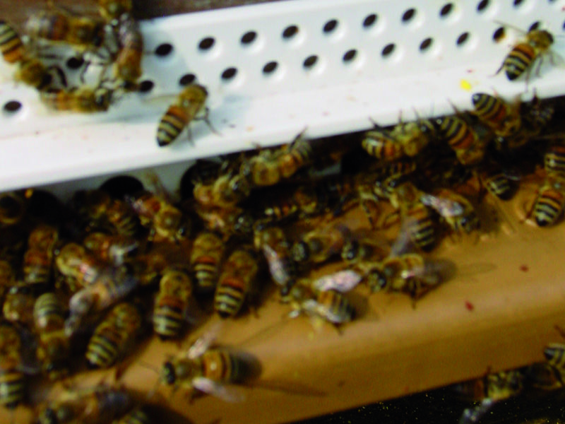 La ruche Ceraiste aquatique