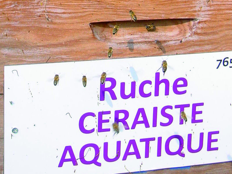 La ruche Ceraiste aquatique