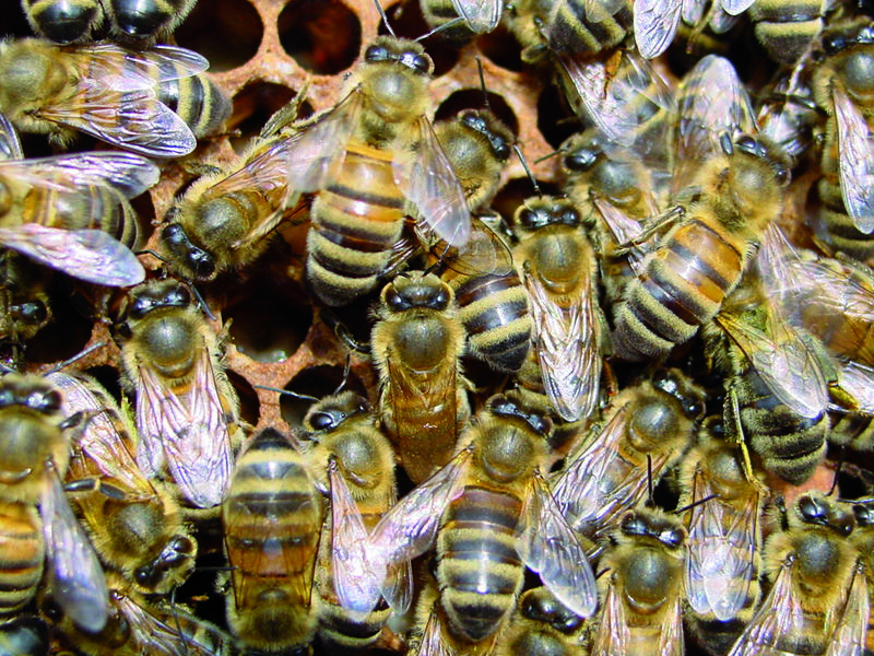 La ruche Ceraiste aquatique