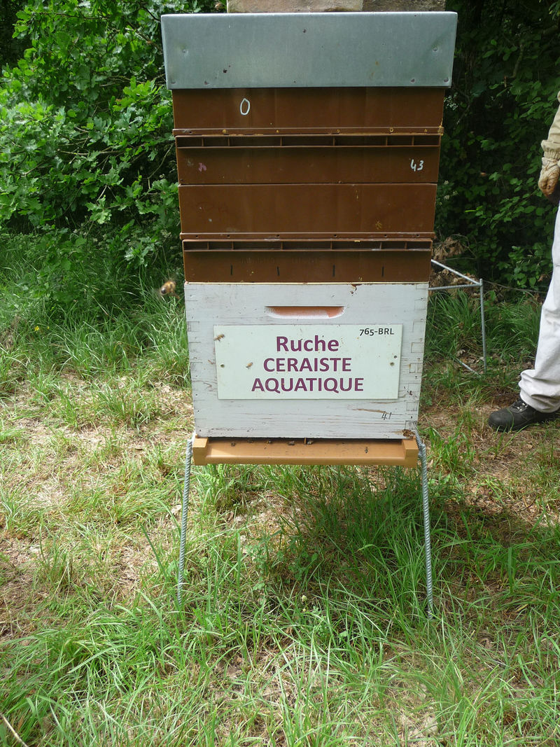 La ruche Ceraiste aquatique