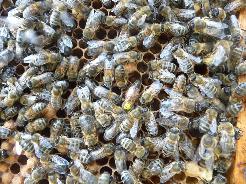 La ruche Ceraiste aquatique