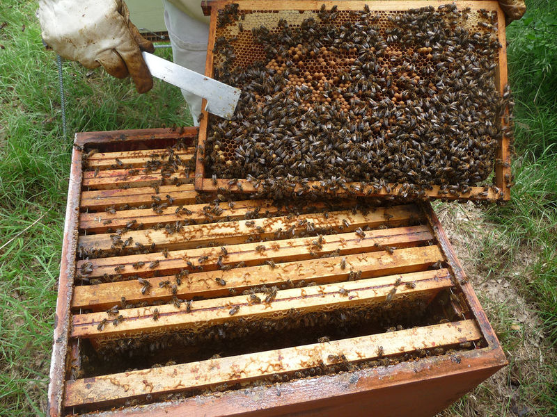 La ruche Ceraiste aquatique