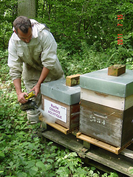 La ruche Ceraiste aquatique