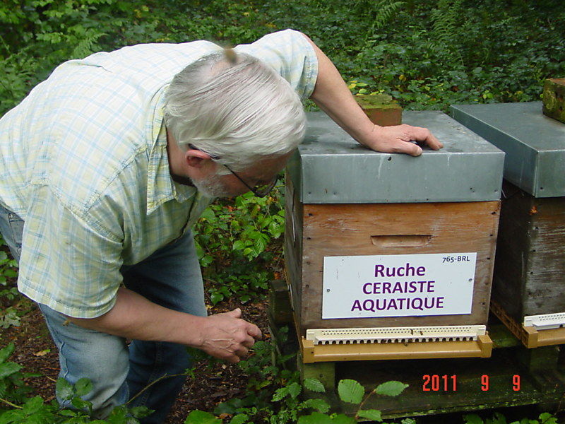 La ruche Ceraiste aquatique