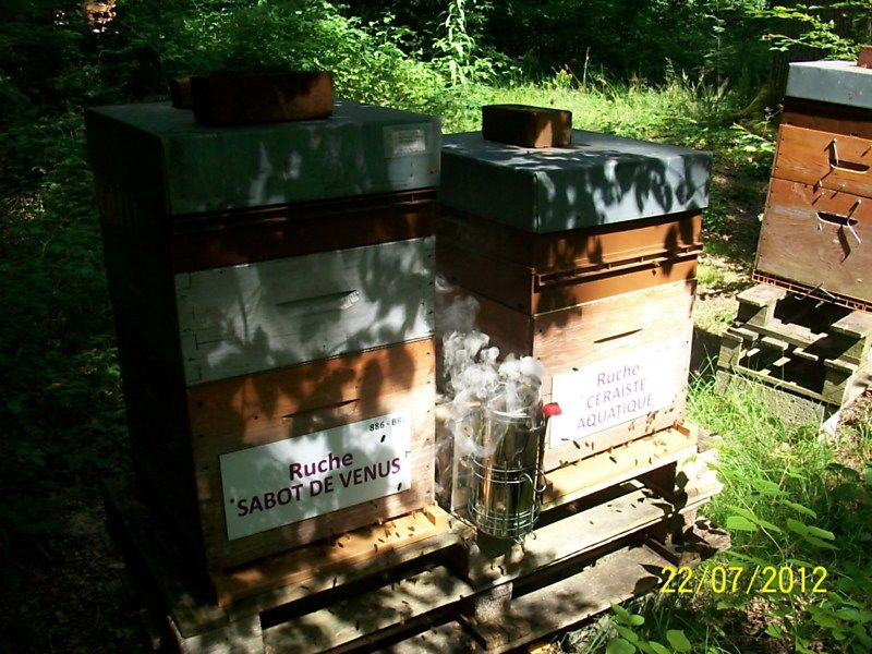 La ruche Ceraiste aquatique