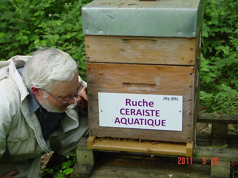 La ruche Ceraiste aquatique