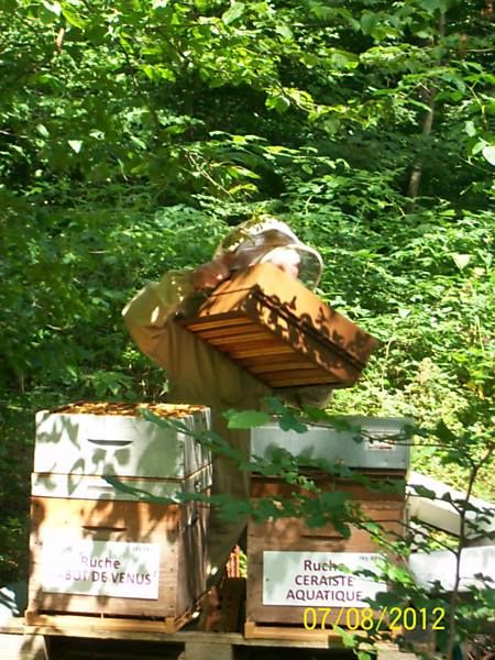 La ruche Ceraiste aquatique