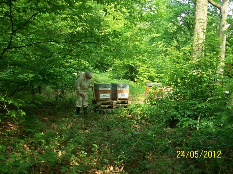 La ruche Ceraiste aquatique