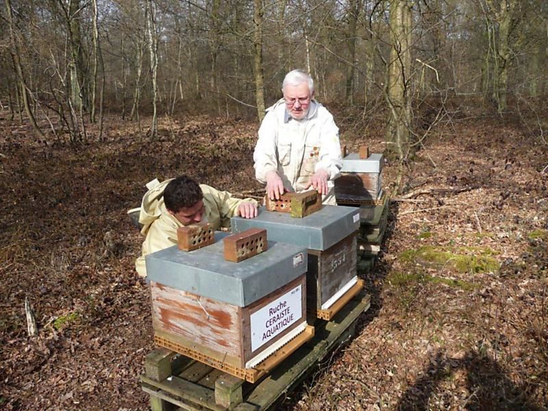La ruche Ceraiste aquatique