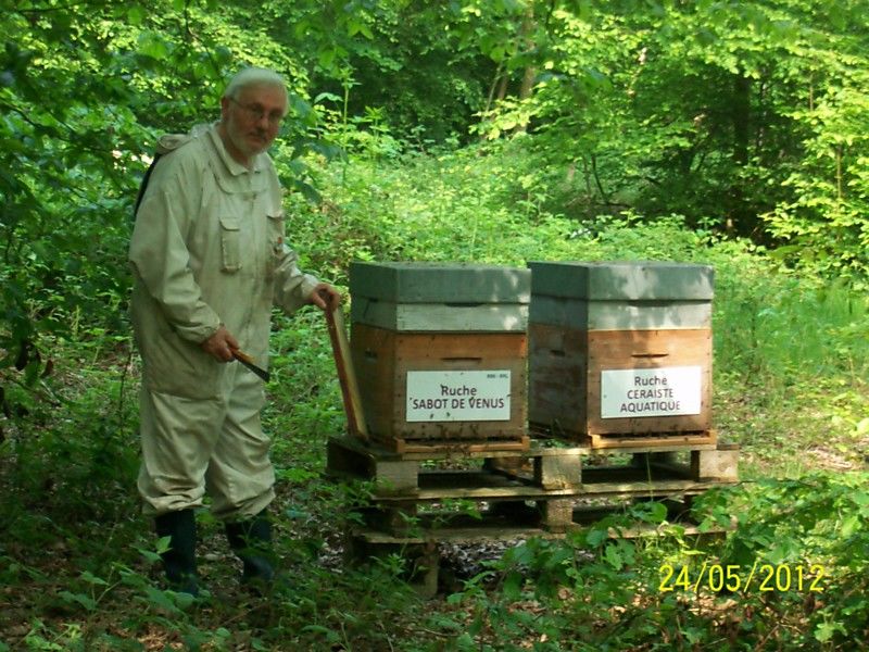 La ruche Ceraiste aquatique