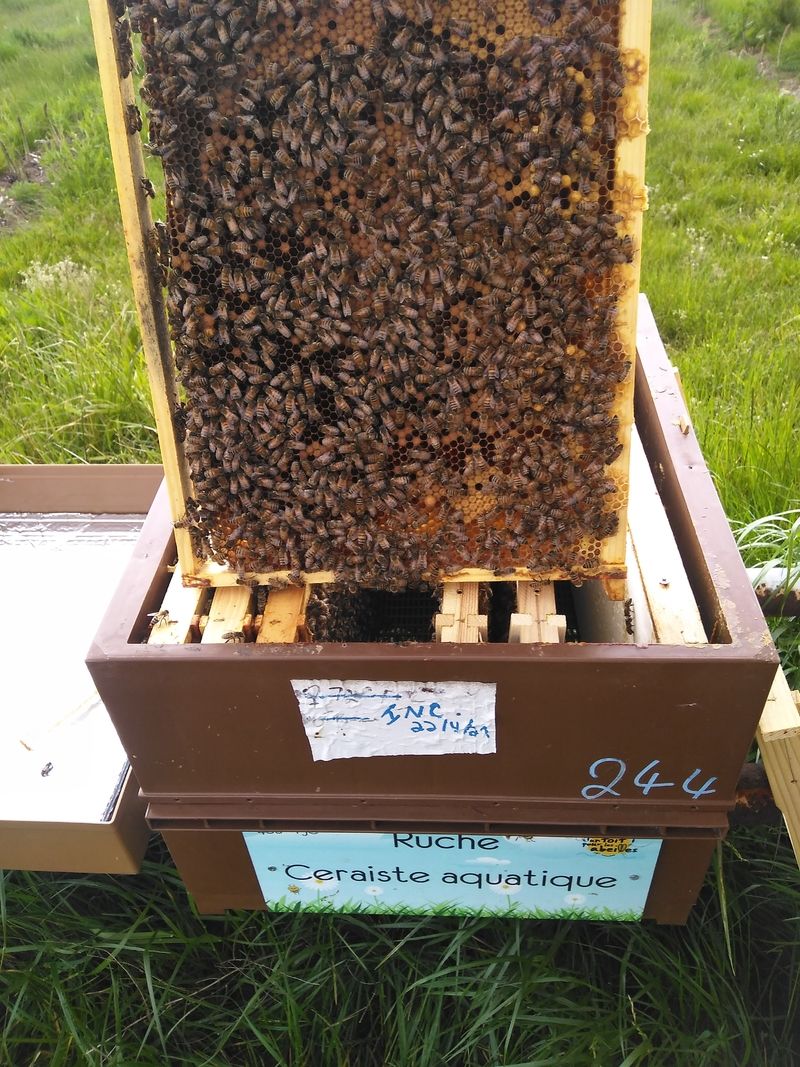 La ruche Ceraiste aquatique