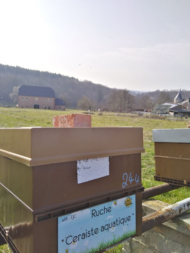 La ruche Ceraiste aquatique