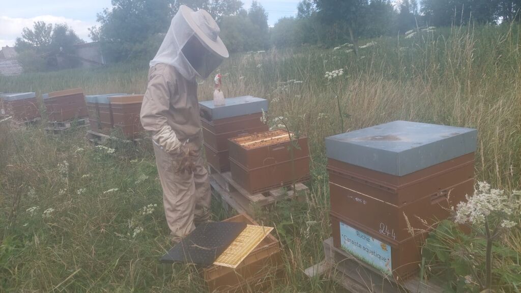 La ruche Ceraiste aquatique