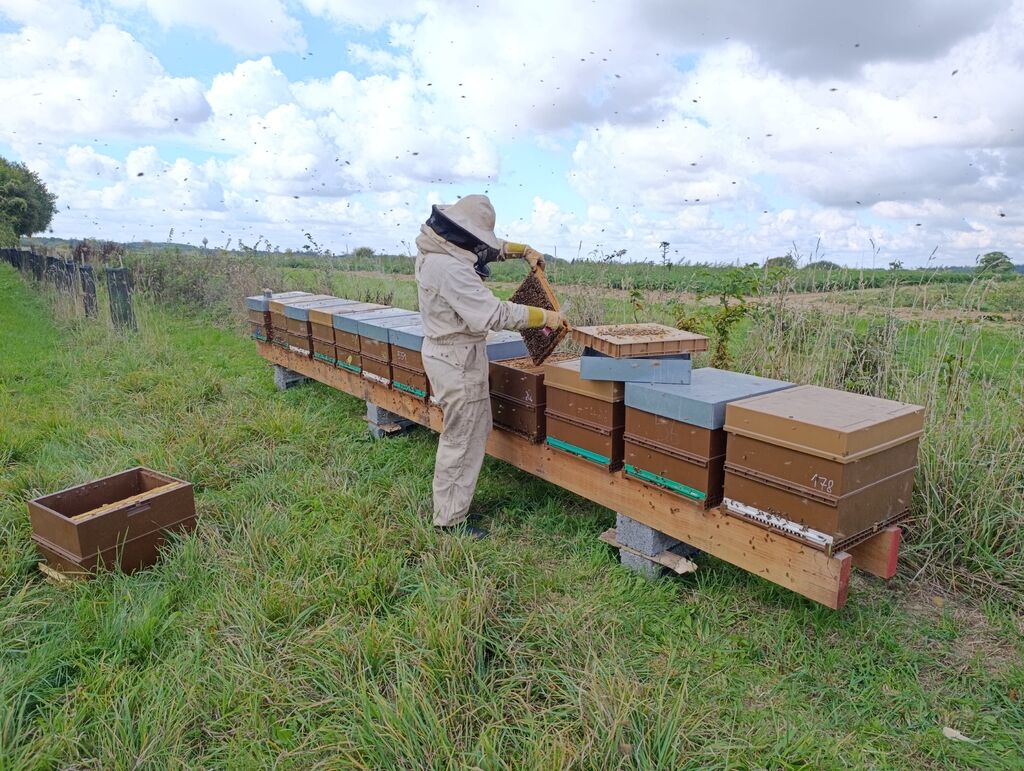 La ruche Ceraiste aquatique
