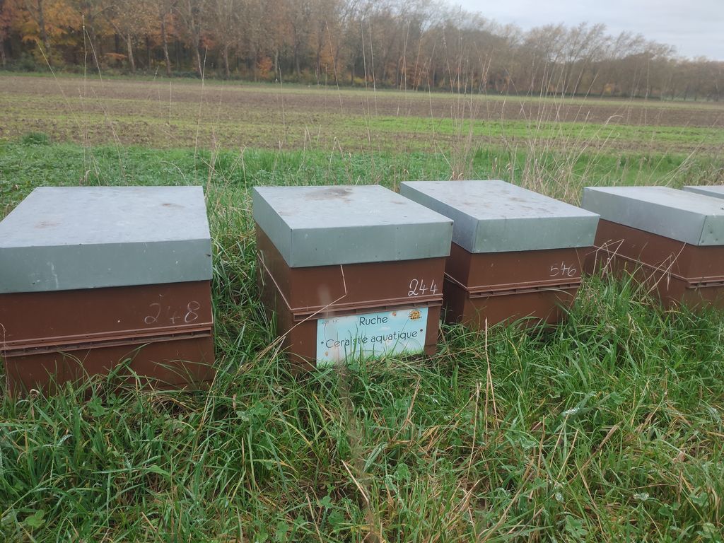 La ruche Ceraiste aquatique