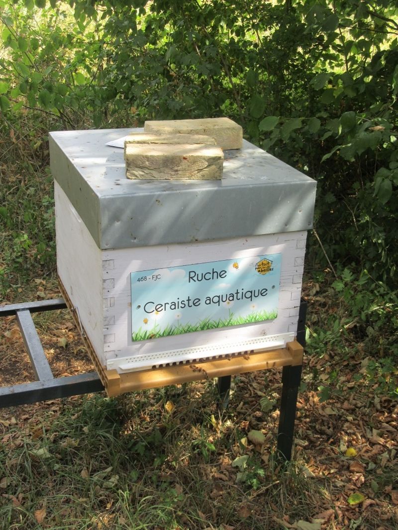 La ruche Ceraiste aquatique