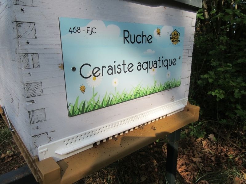 La ruche Ceraiste aquatique