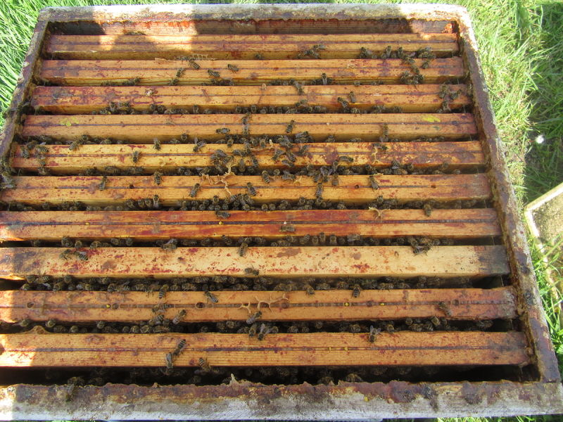 La ruche Ceraiste aquatique