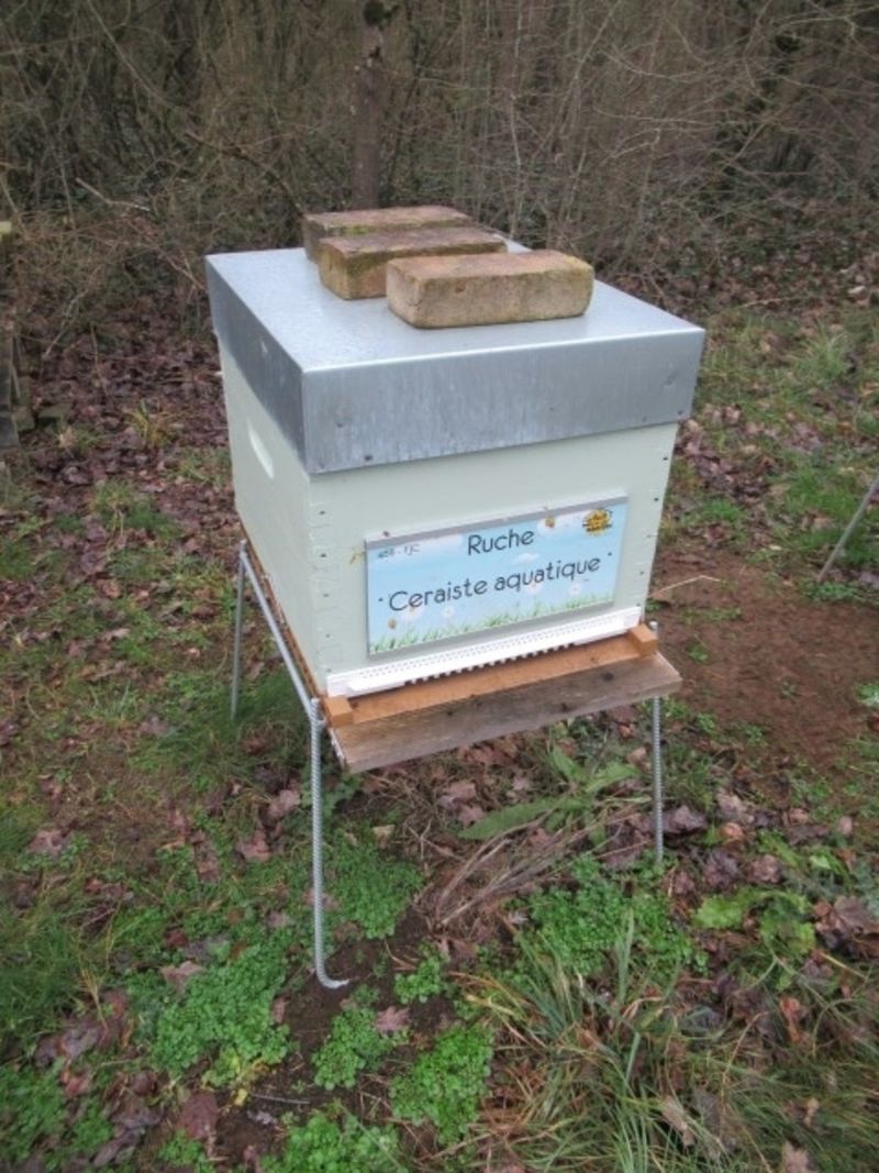 La ruche Ceraiste aquatique