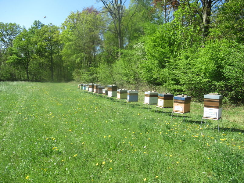 La ruche Ceraiste aquatique