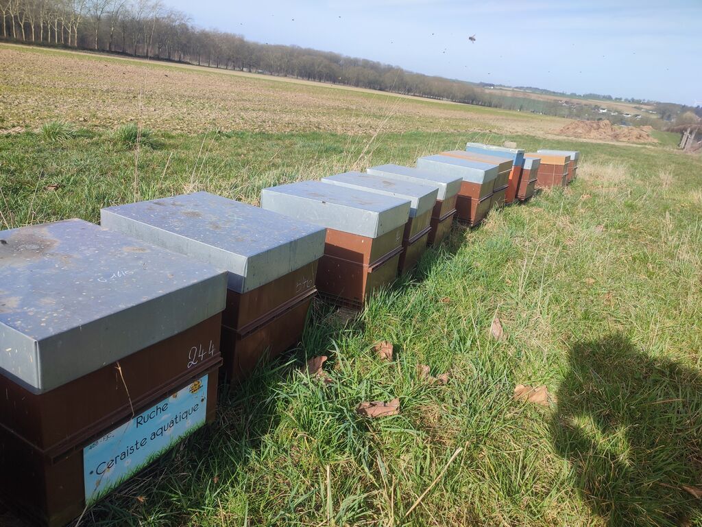 La ruche Ceraiste aquatique