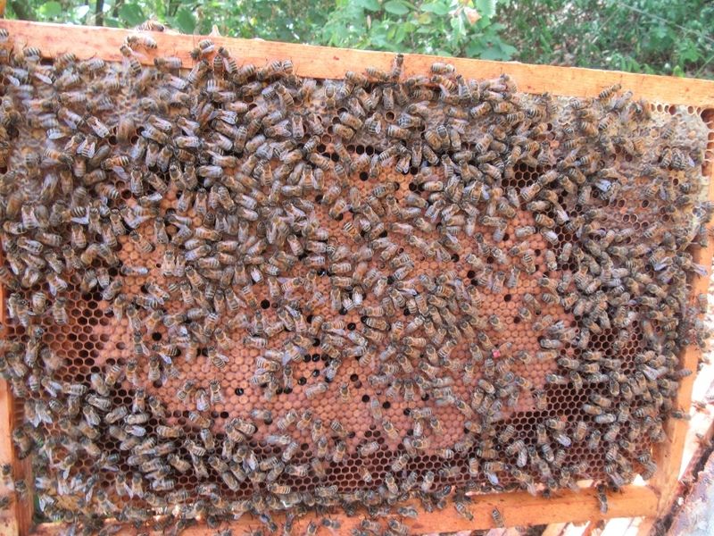 La ruche Ceraiste aquatique