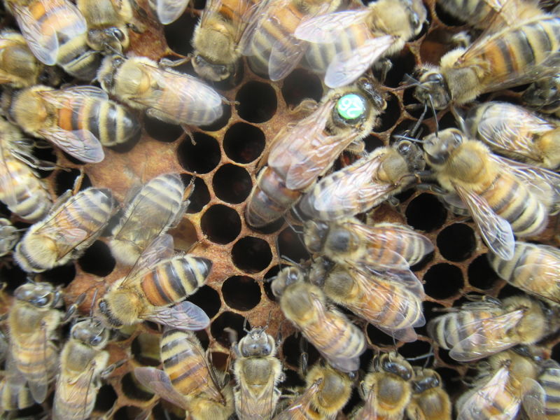 La ruche Ceraiste aquatique