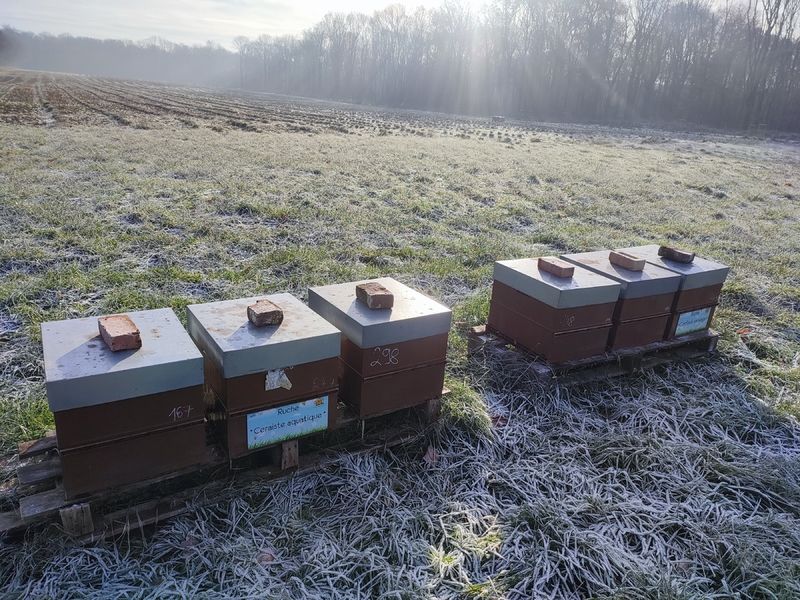 La ruche Ceraiste aquatique