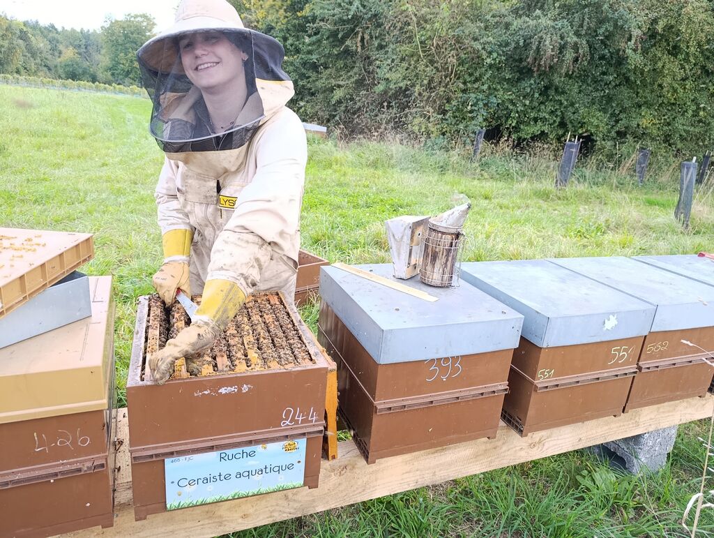 La ruche Ceraiste aquatique