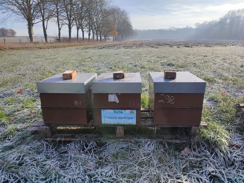La ruche Ceraiste aquatique