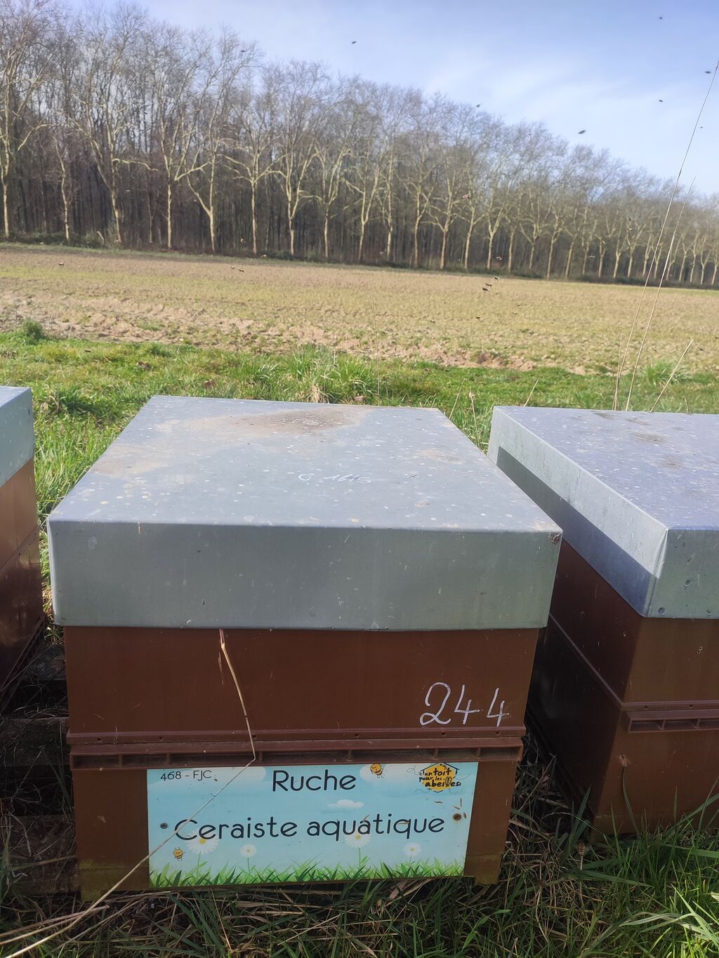 La ruche Ceraiste aquatique