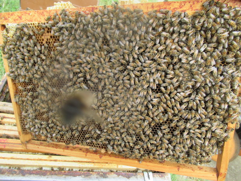 La ruche Ceraiste aquatique