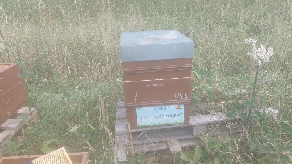 La ruche Ceraiste aquatique
