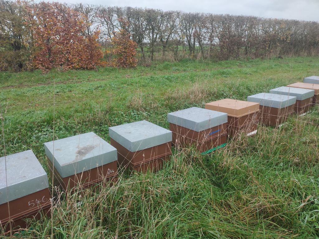 La ruche Ceraiste aquatique