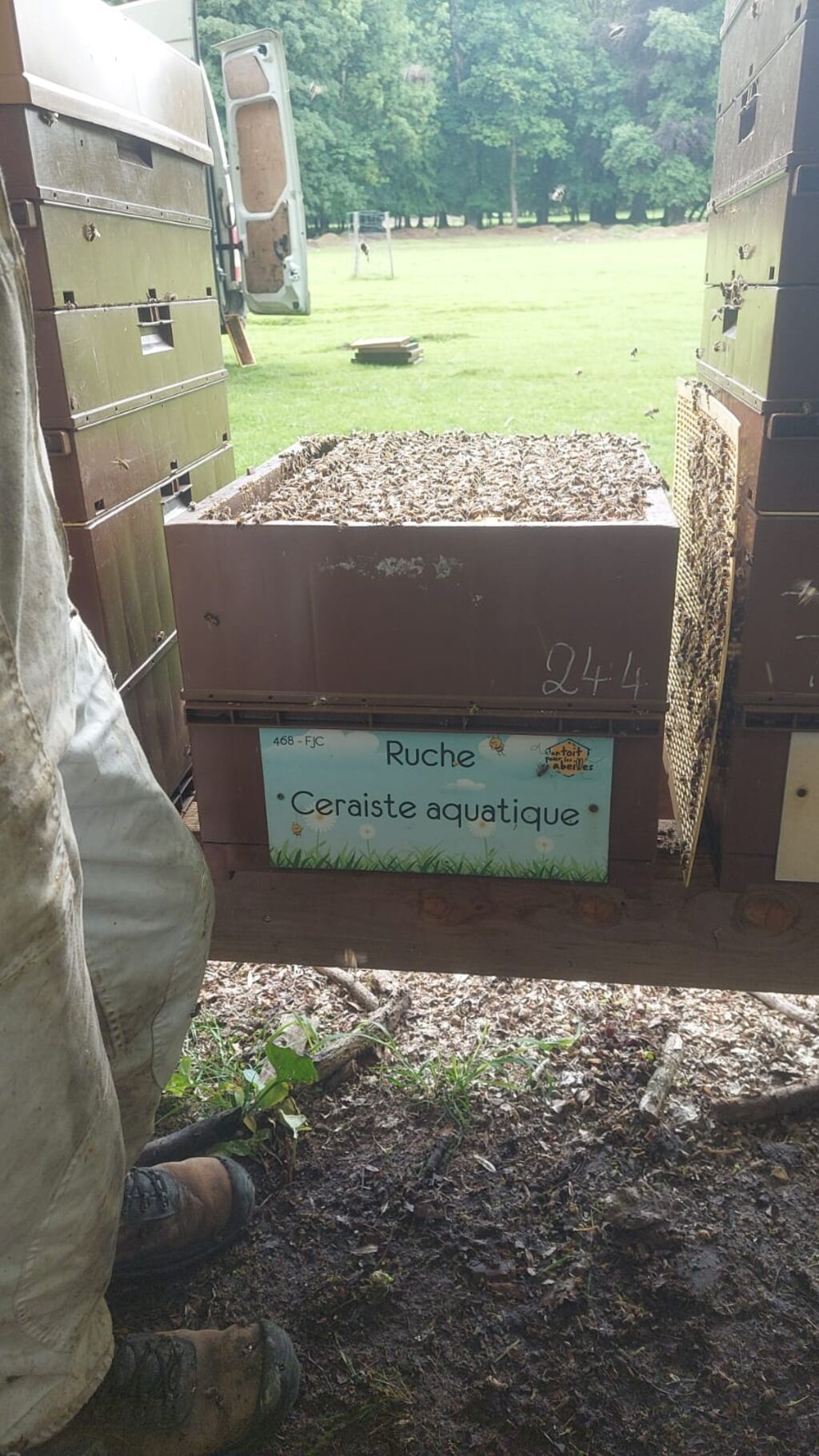 La ruche Ceraiste aquatique