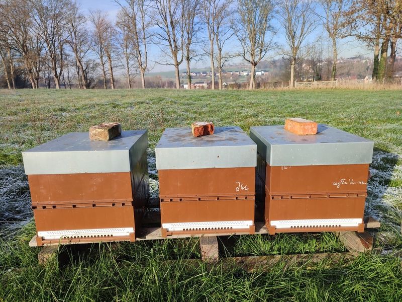 La ruche Ceraiste aquatique