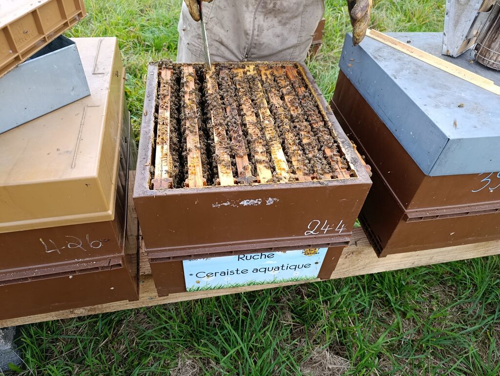 La ruche Ceraiste aquatique