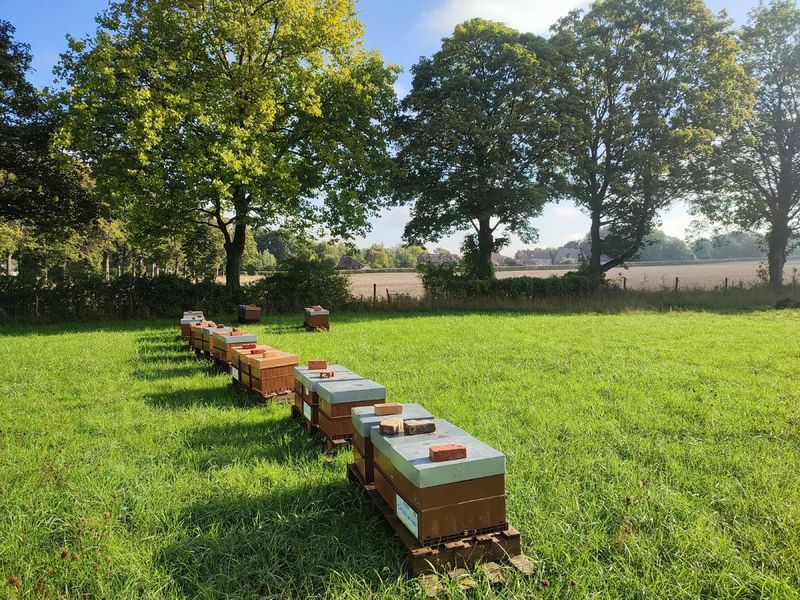 La ruche Ceraiste aquatique