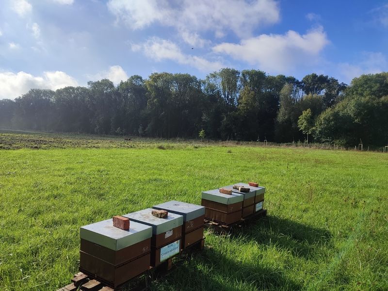La ruche Ceraiste aquatique