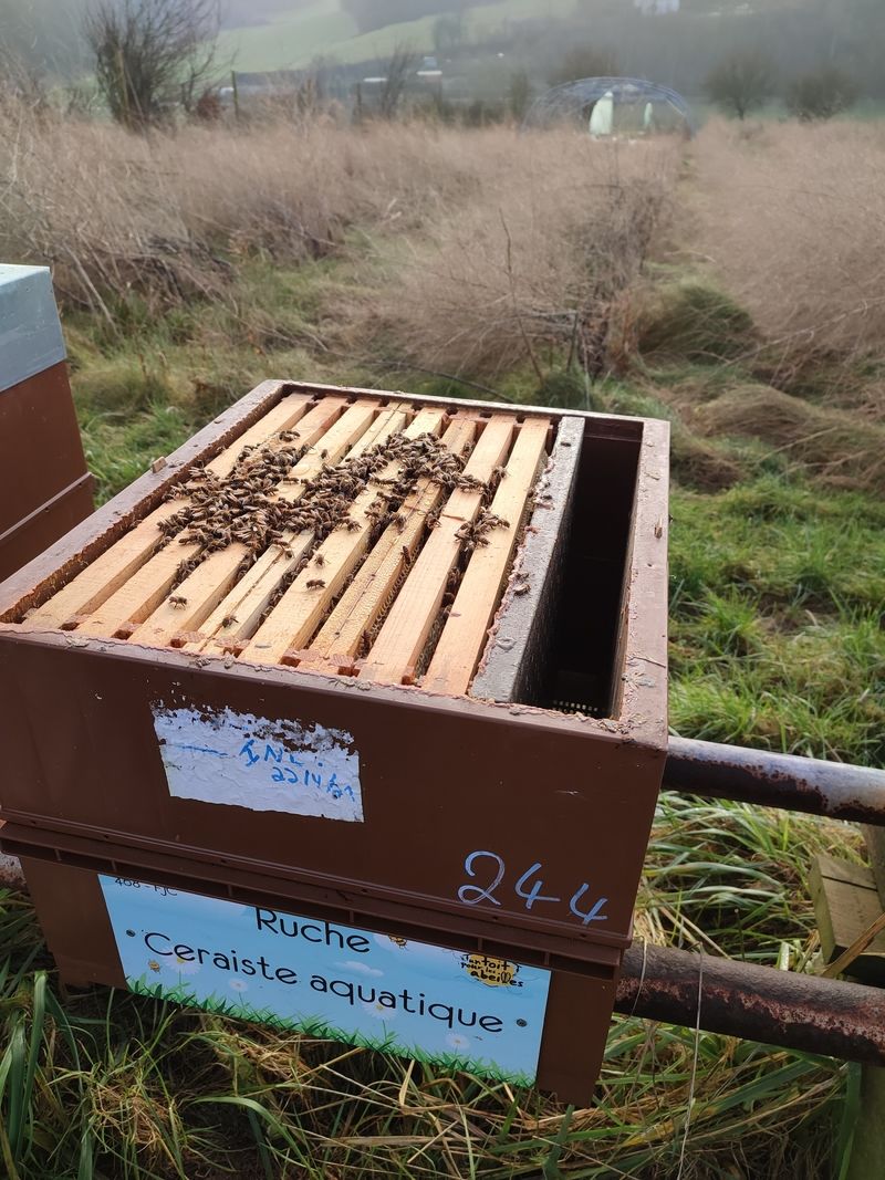 La ruche Ceraiste aquatique