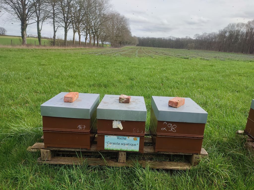 La ruche Ceraiste aquatique