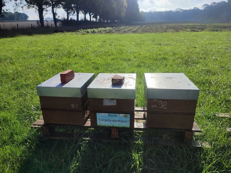 La ruche Ceraiste aquatique