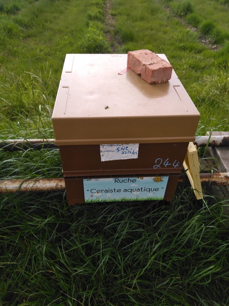 La ruche Ceraiste aquatique