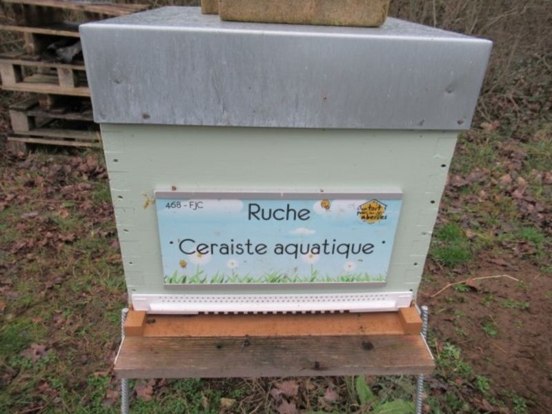 La ruche Ceraiste aquatique