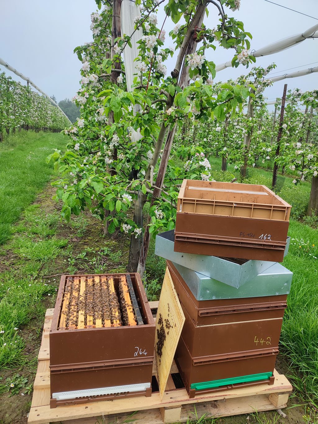 La ruche Ceraiste aquatique