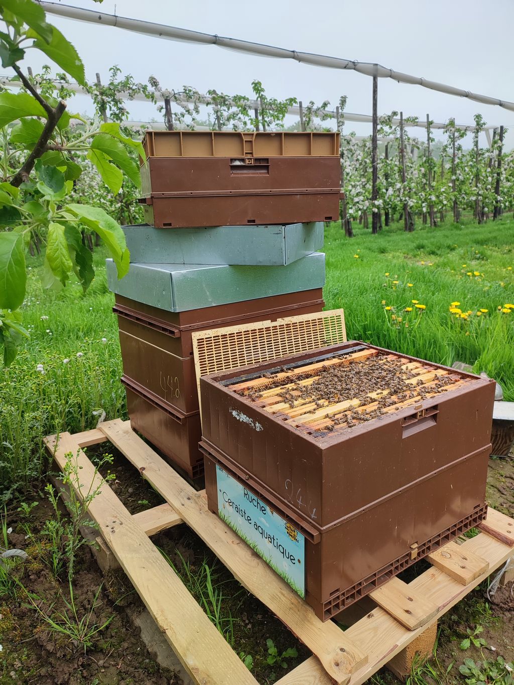 La ruche Ceraiste aquatique