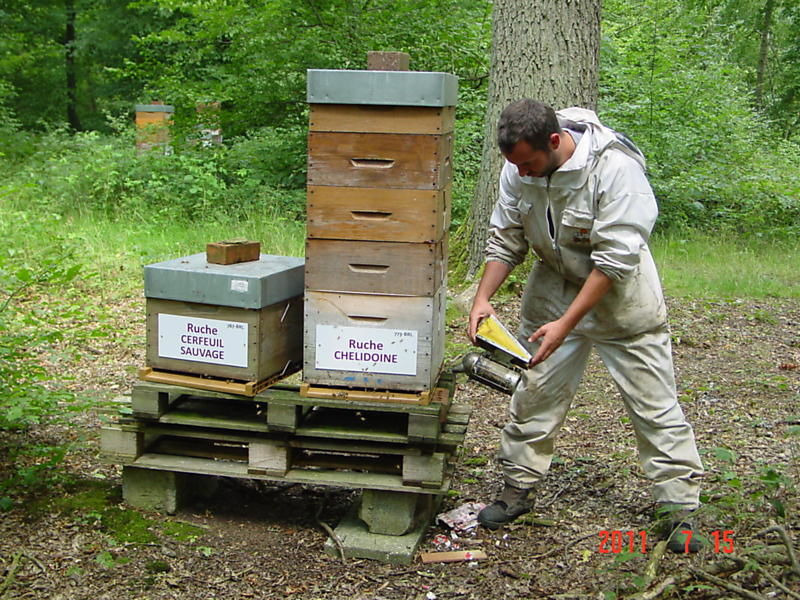 La ruche Cerfeuil sauvage
