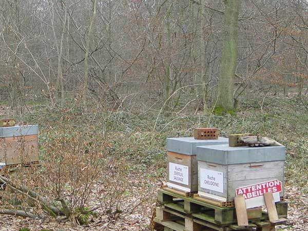 La ruche Cerfeuil sauvage
