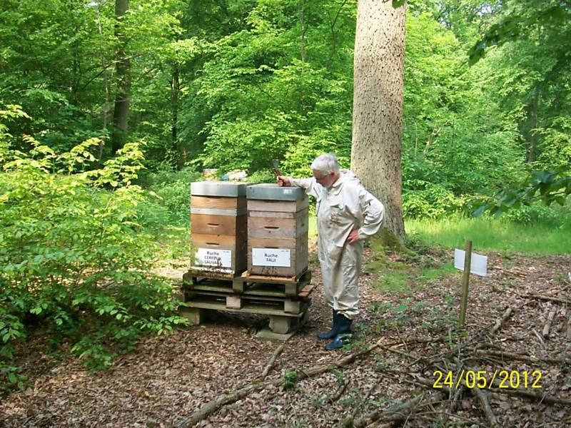 La ruche Cerfeuil sauvage