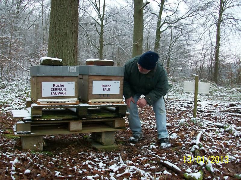 La ruche Cerfeuil sauvage